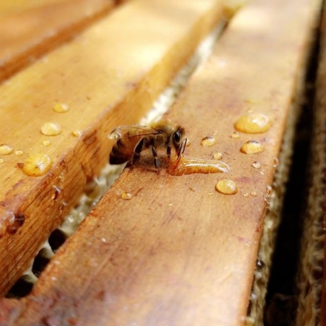 Honey bee drinking honey